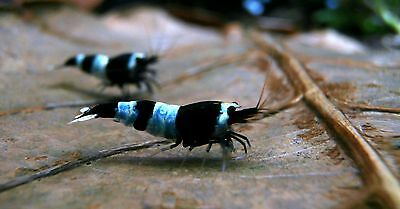 Black Panda shadow panda taiwan bee