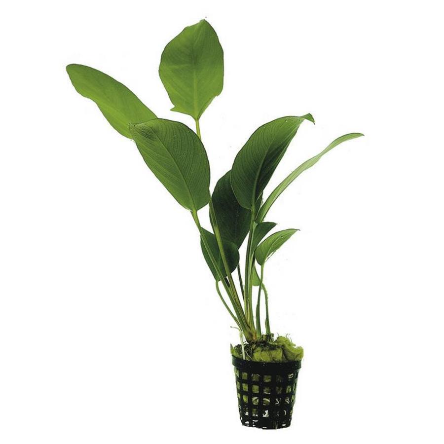 Anubias Hastifolia