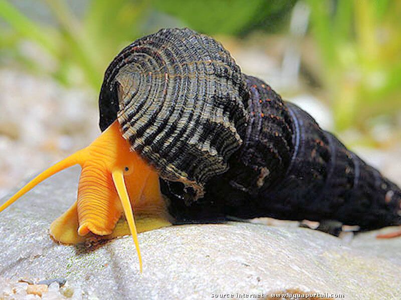 zuurstof Maken Doordeweekse dagen Onze slakken | Hobby Aquarium