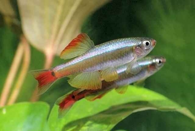 Chinese Danio