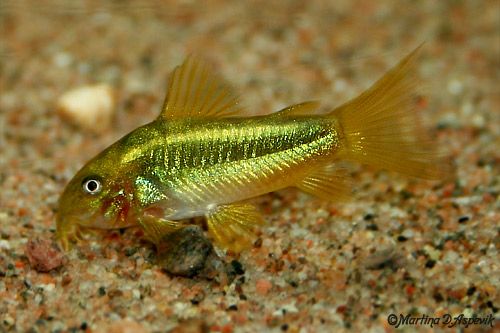 Corydora Green Laser