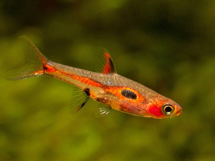 Dwerg Rasbora