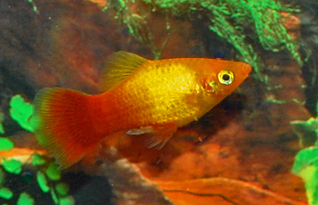 Platy / Xiphophorus maculatus