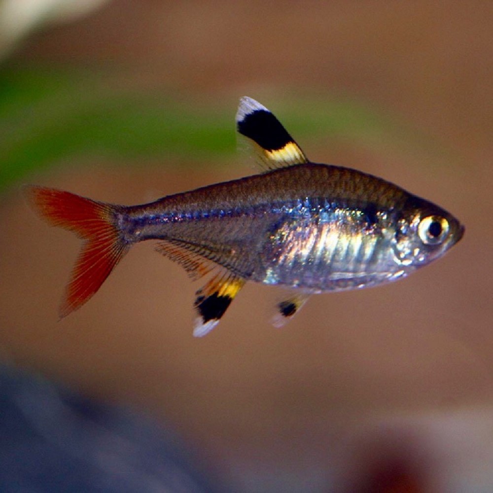 Pristella maxillaris / Stervlekzalm