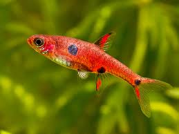 Rasbora Maculata