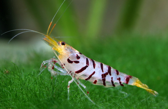 Krachtcel Perth Blackborough Beroemdheid Onze garnalen | Hobby Aquarium